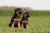 BERGER ALLEMAND 1150